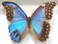 Morpho didius (mosaic gynandromorph) (Internet Image property of respective owner, non-commercial use only)